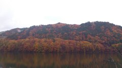 紅葉01