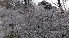 雪01