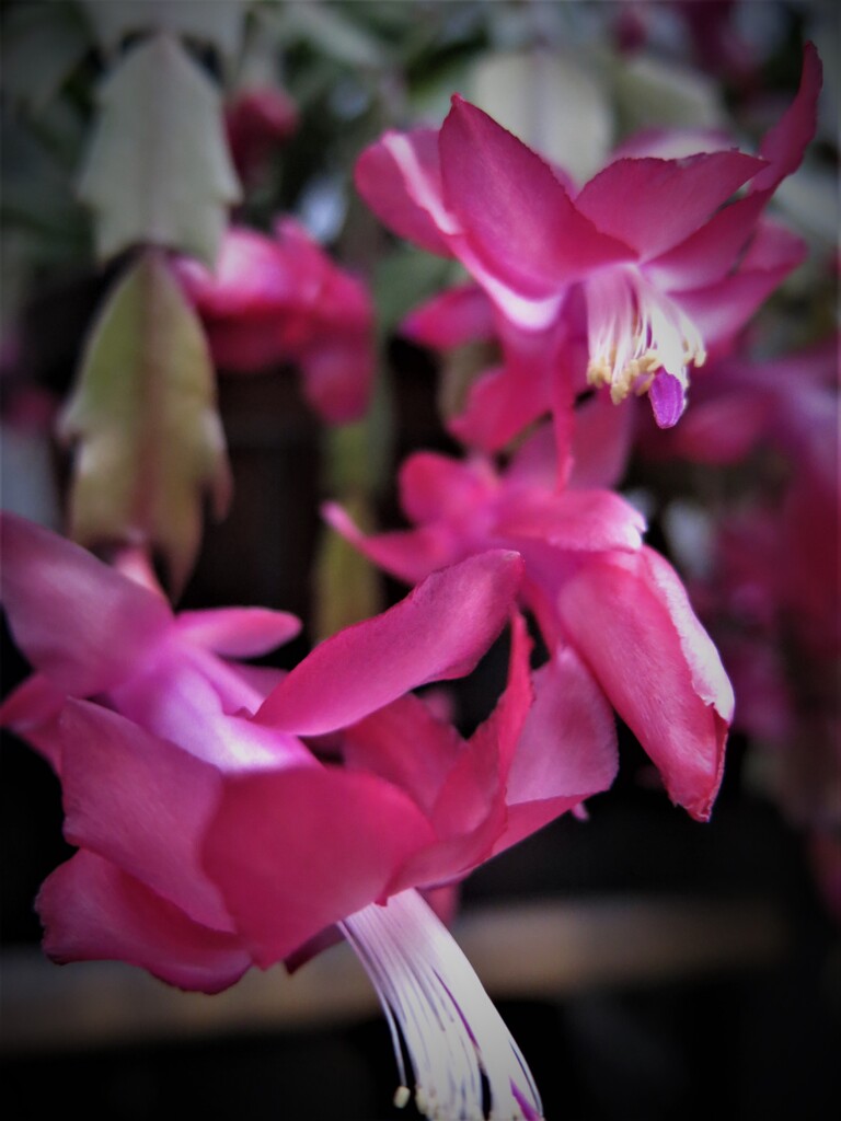 シャコバサボテン