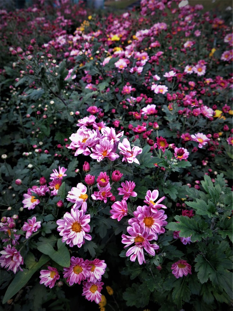 小菊