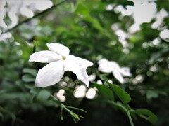 集合住宅の花壇に
