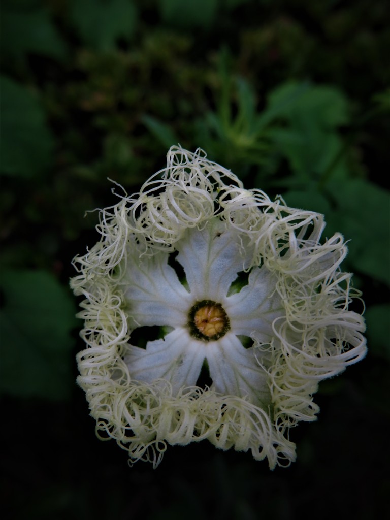 烏瓜の花