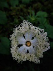 烏瓜の花