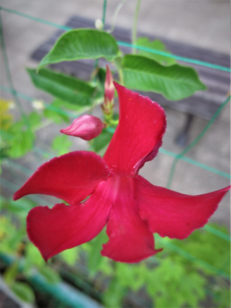 赤い花