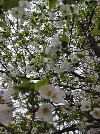 山桜
