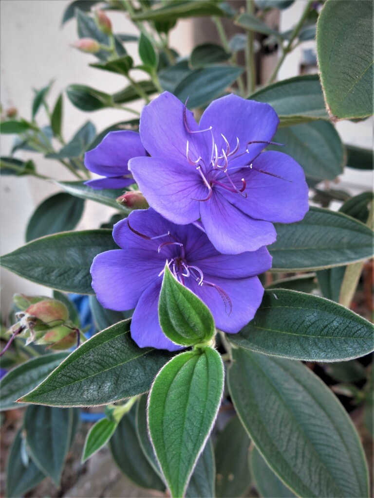 紫色の花