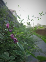 小名木川遊歩道