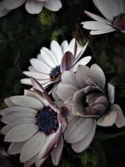白い花