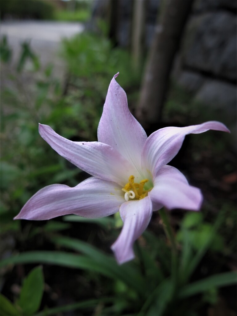 葉影の下に咲く花