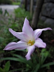 葉影の下に咲く花