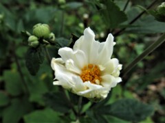 シュウメイギク