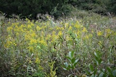 セイタカアワダチソウ