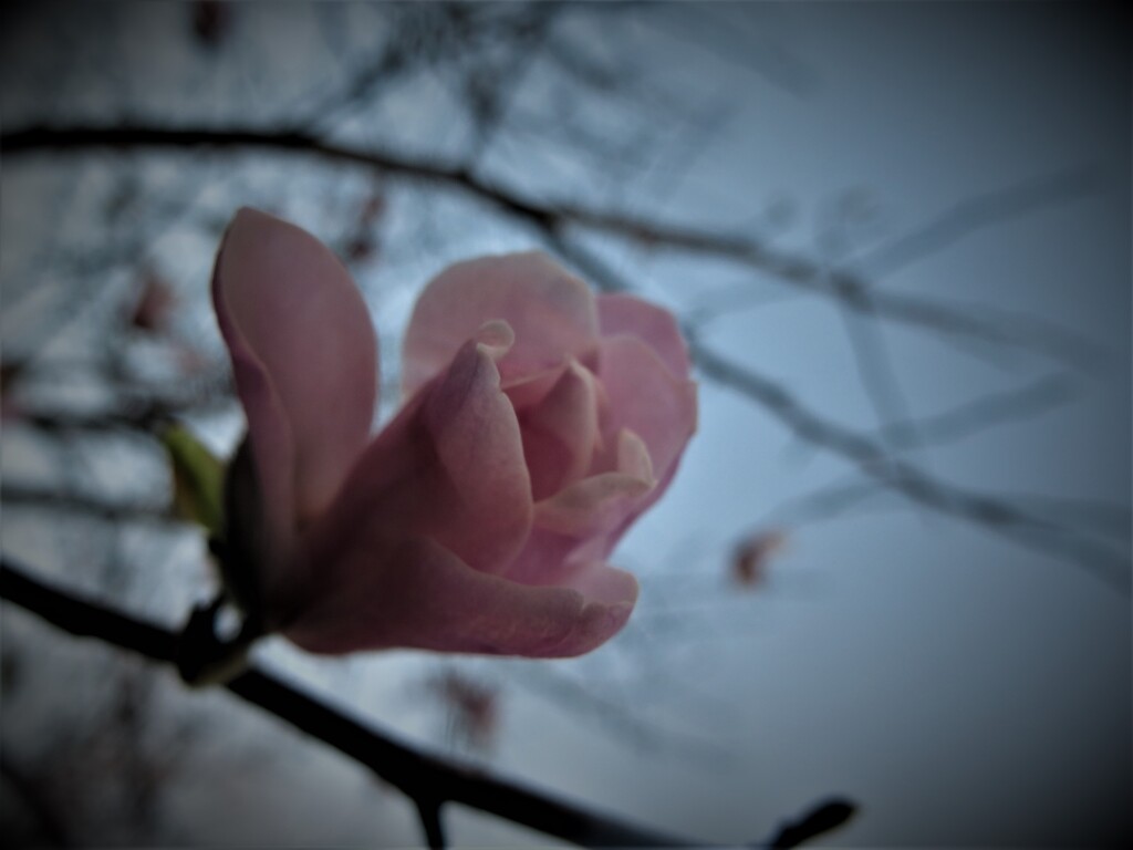 紫木蓮