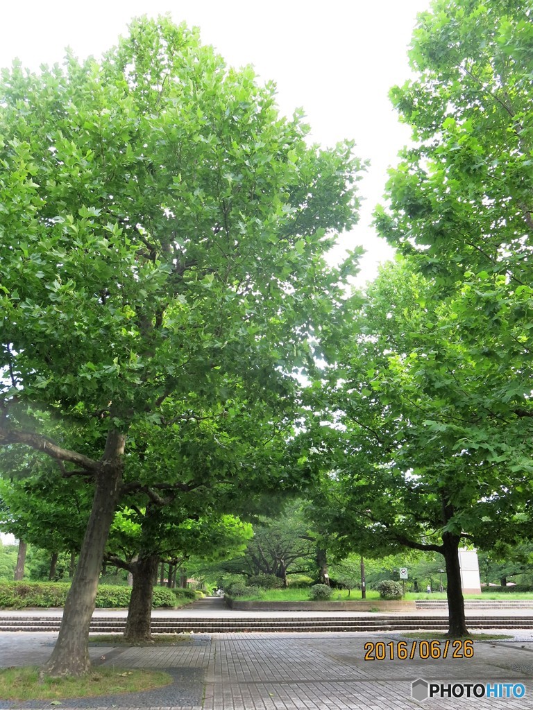 猿江恩賜公園