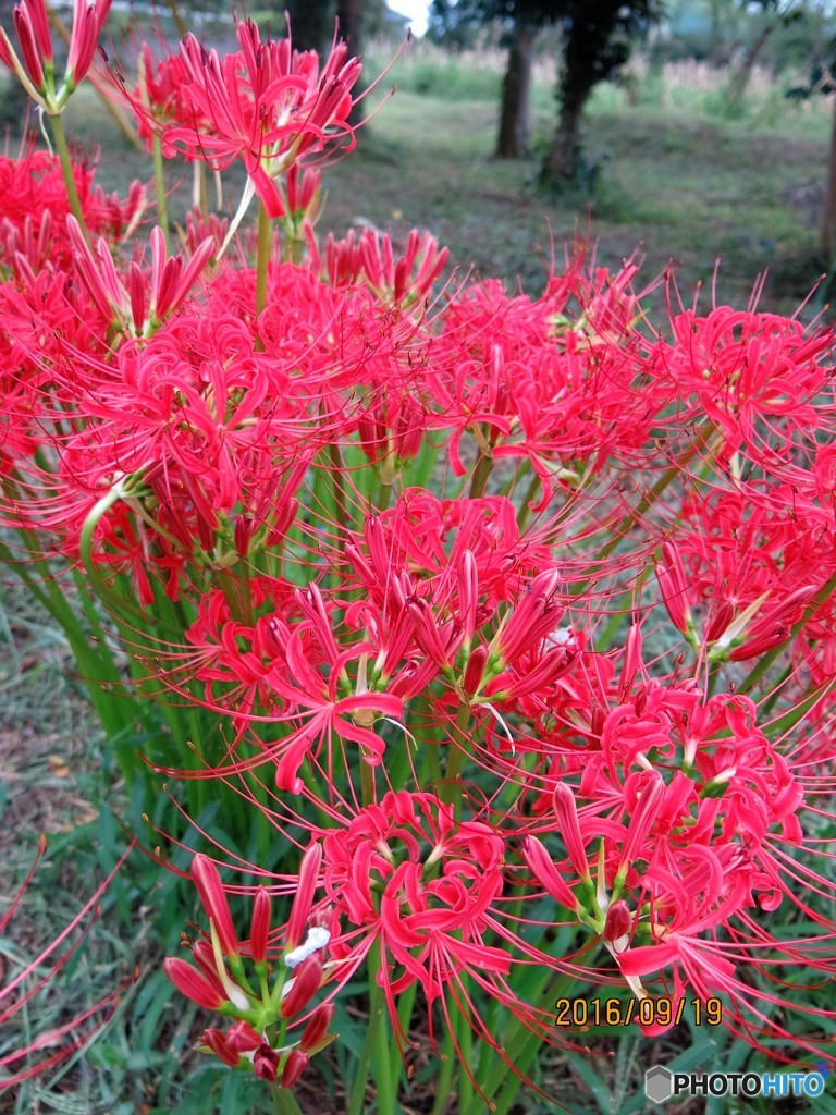 彼岸花
