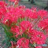 彼岸花