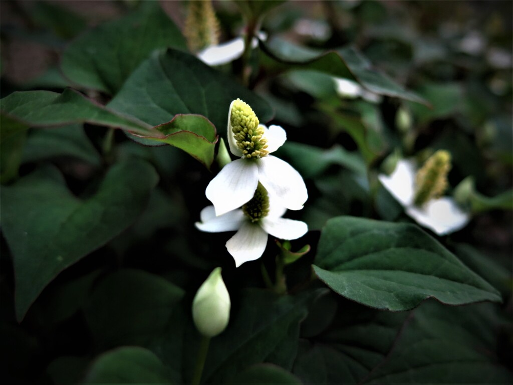 香り