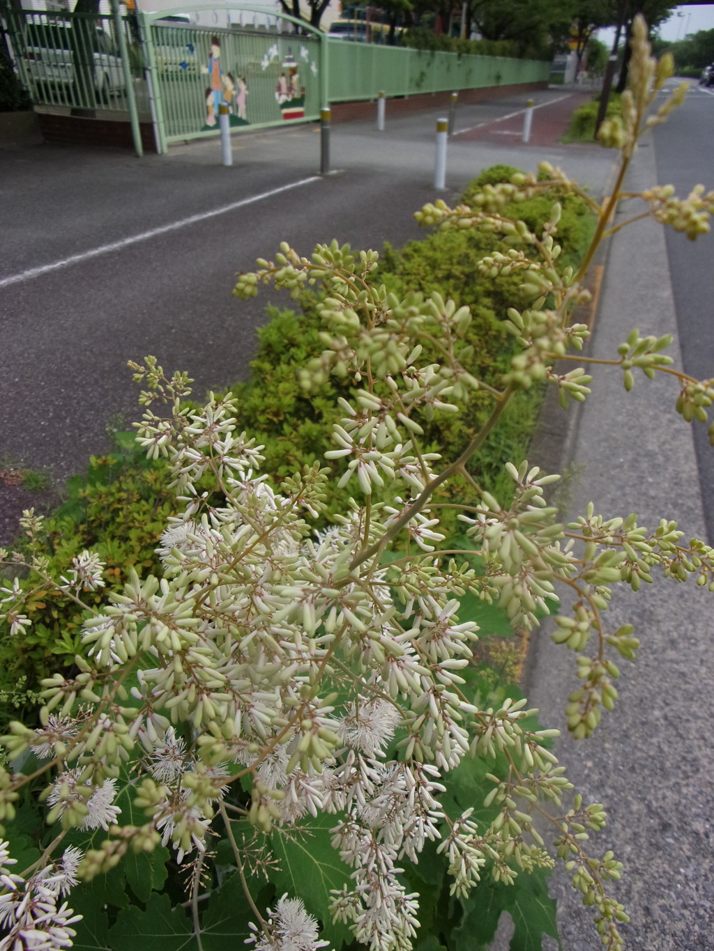 道路わきの花