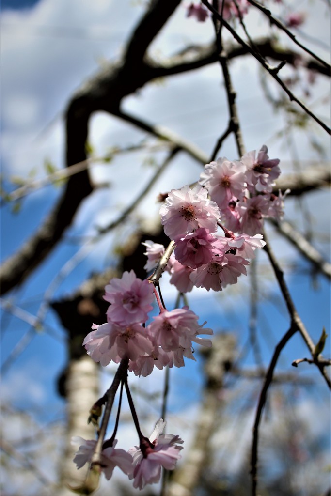 しだれ桜