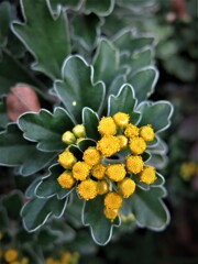 黄花