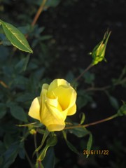 薔薇の花