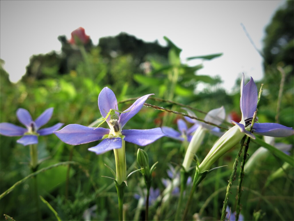大型公園に咲く