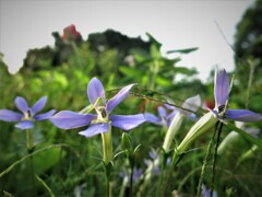 大型公園に咲く