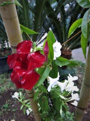 赤白花