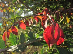 紅葉