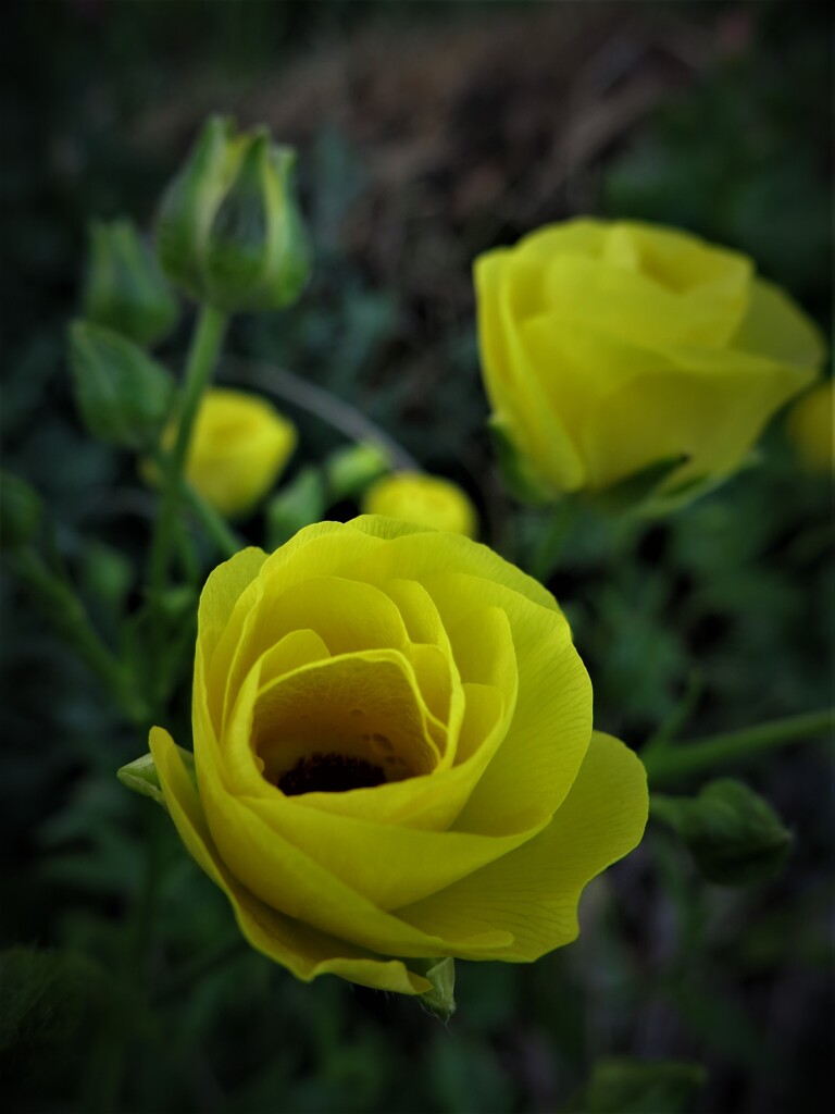 黄色い花