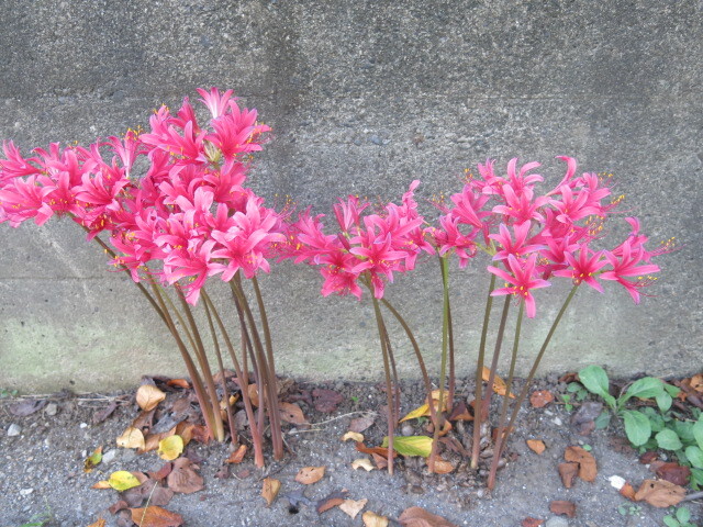 河川敷に咲く花