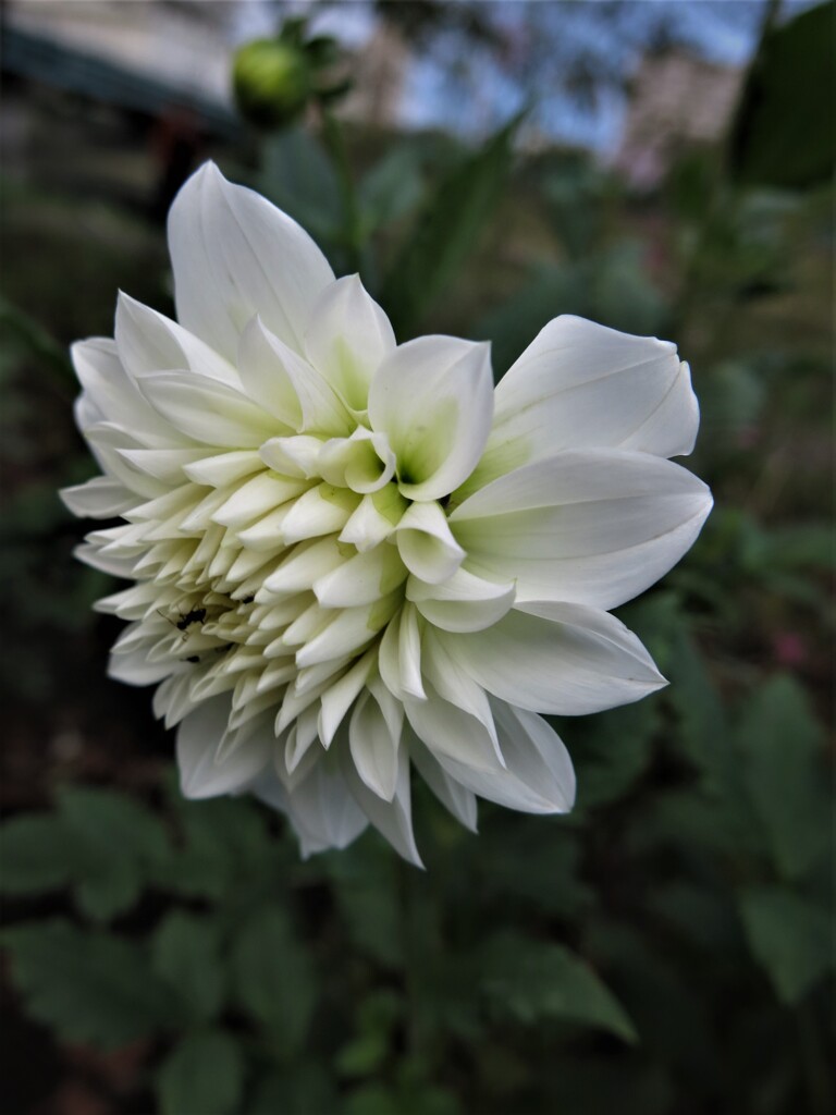 白い花