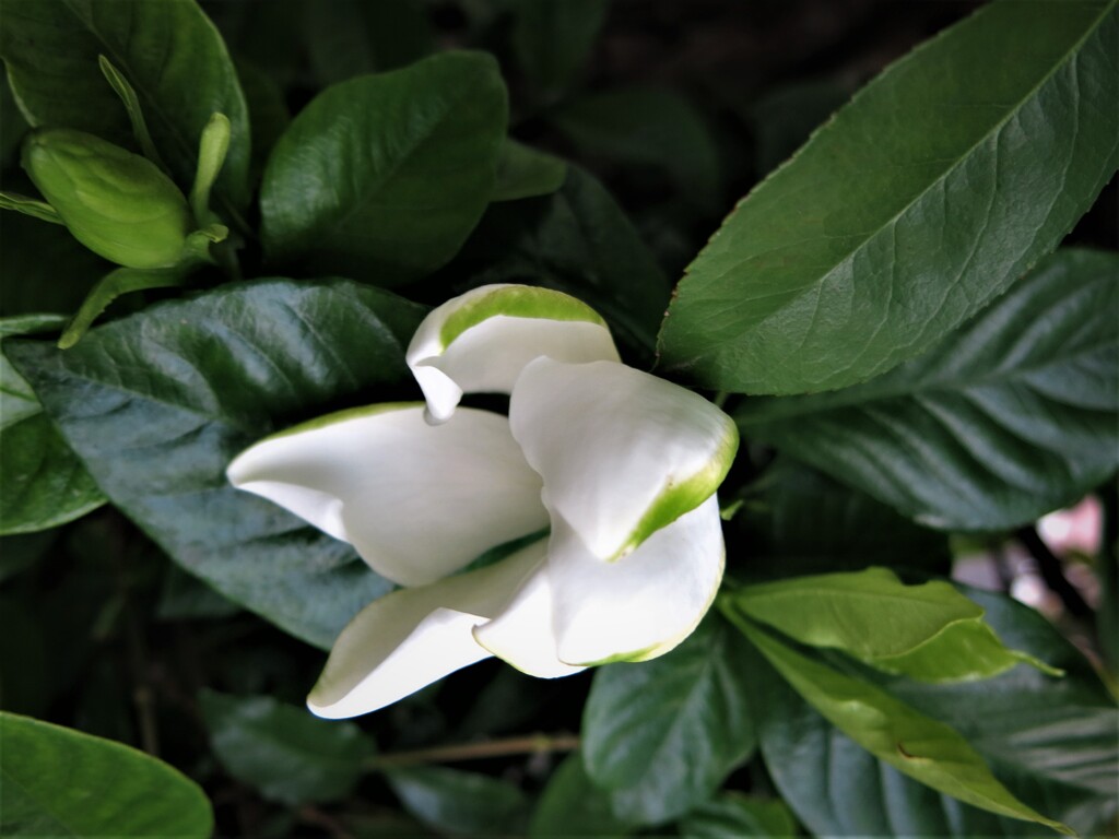 梔子の花