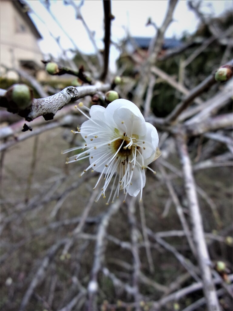 しだれ梅