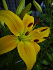 黄色い百合の花