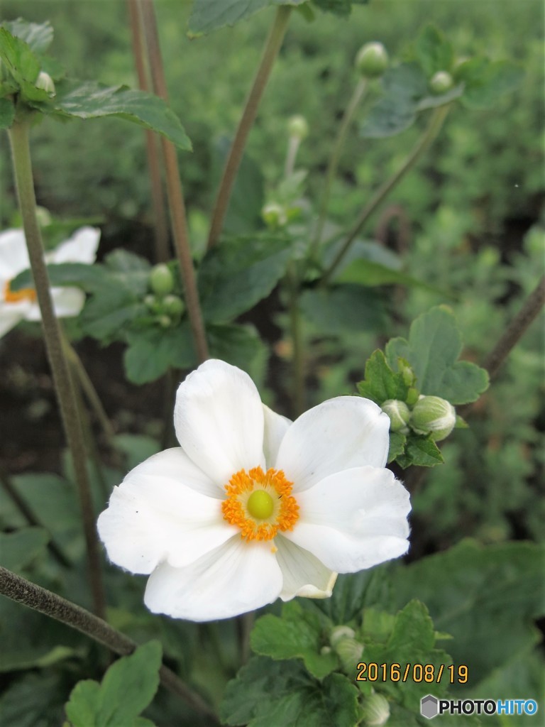 シュウメイギク