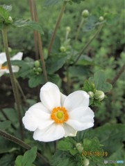 シュウメイギク