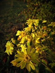 黄色い花