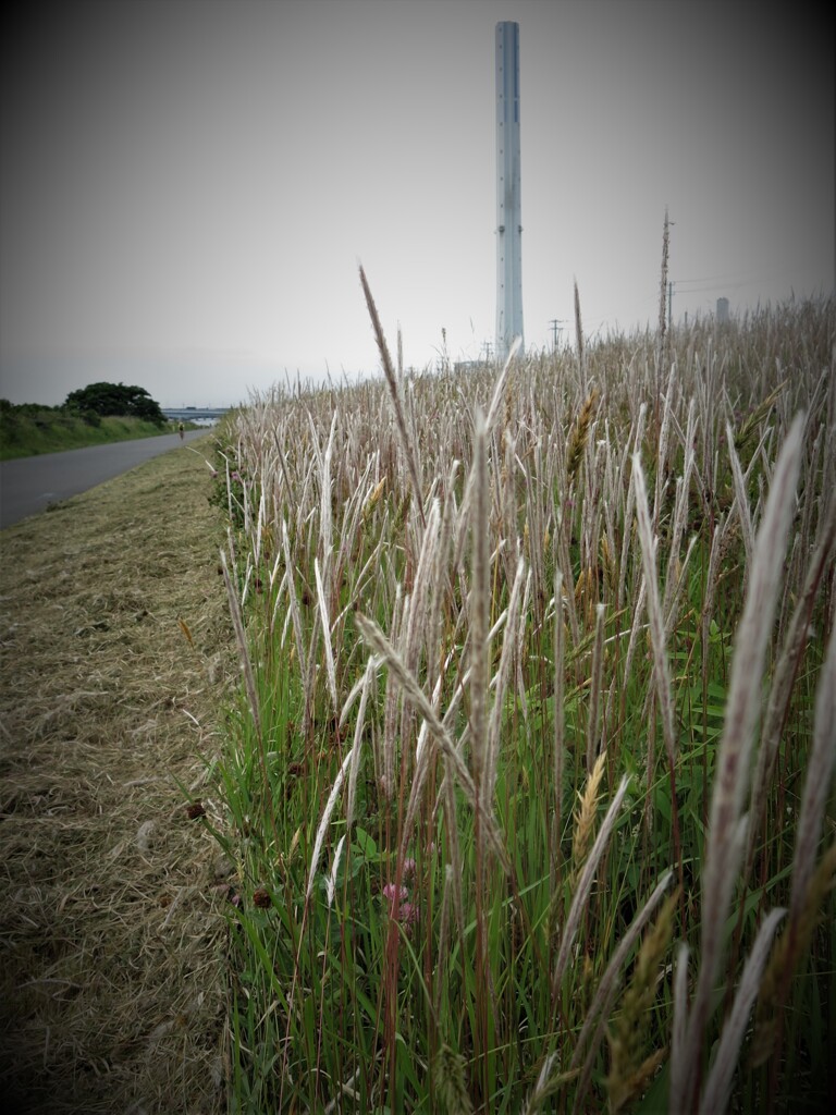 荒川放水路の下流に