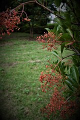 オレンジ色の実