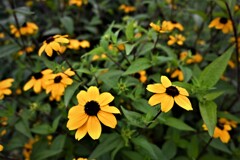 黄色い花花