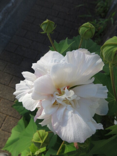 白い花 