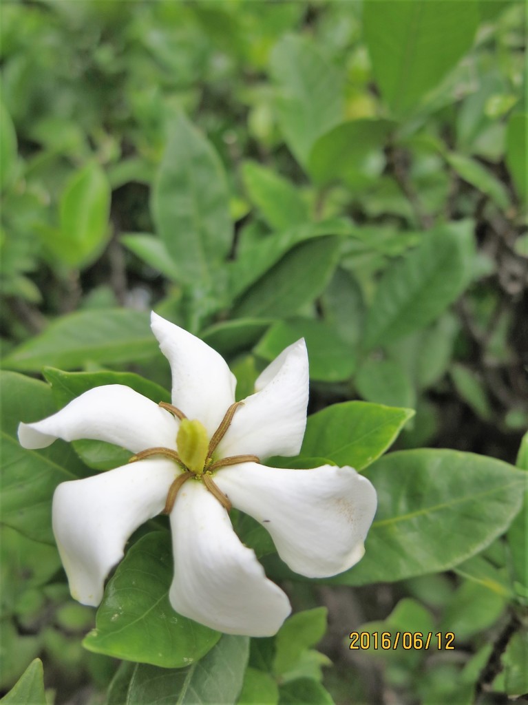 クチナシの花