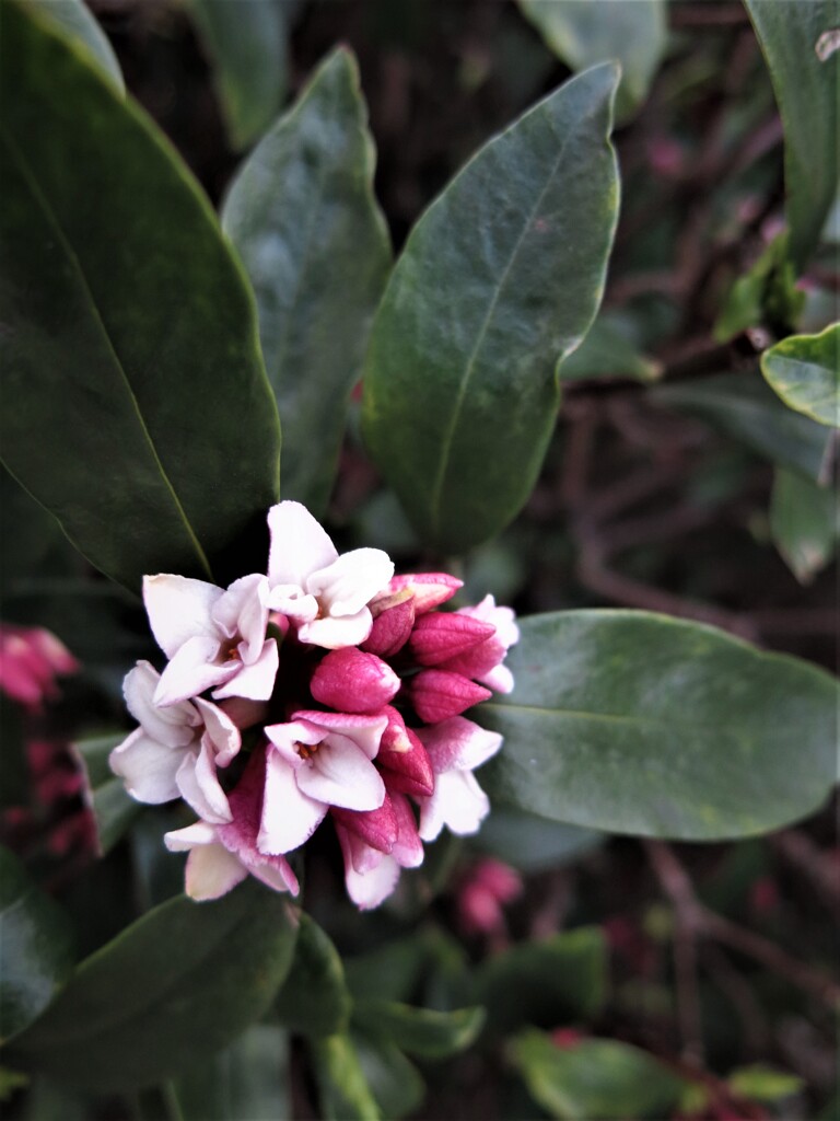 沈丁花