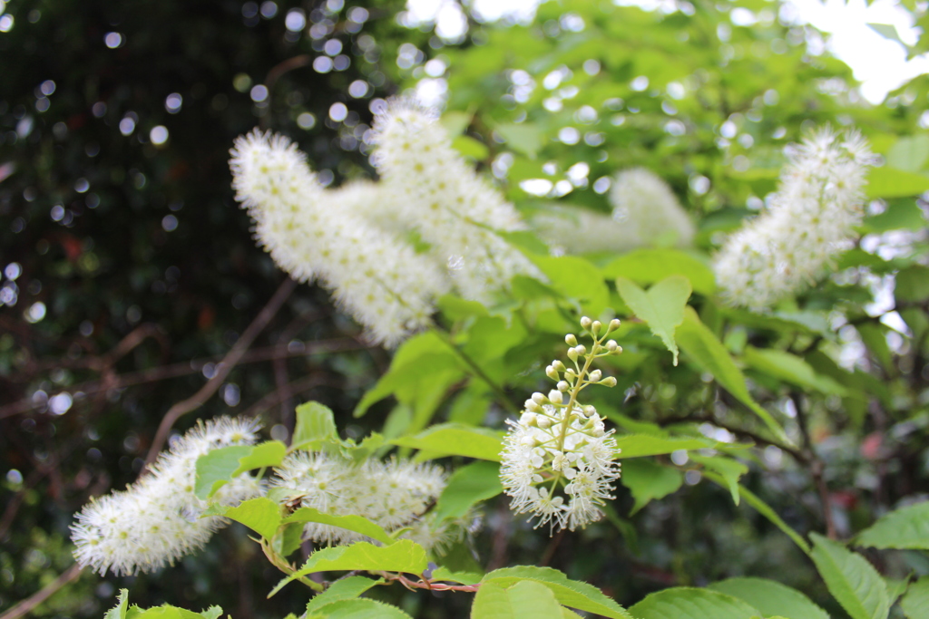 ウワミズサクラ