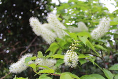 ウワミズサクラ