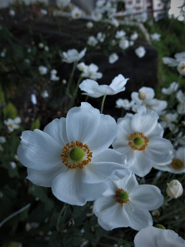 シュウメイギク