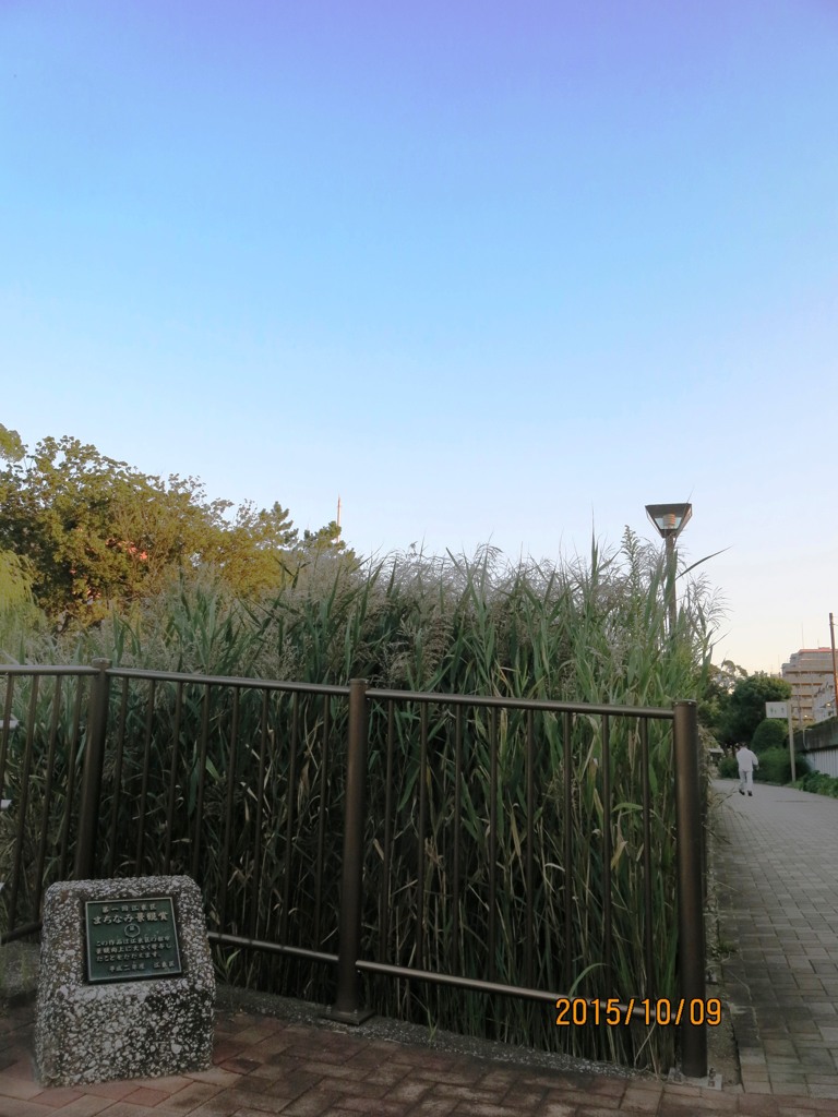横十間川