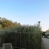 横十間川