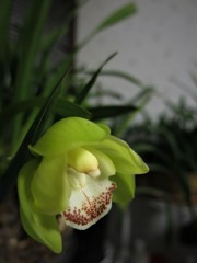 シンビジューム